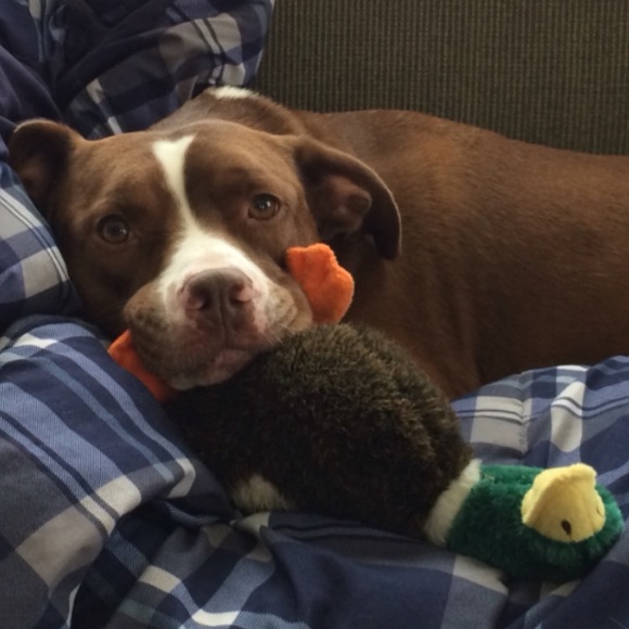 Meet your Posher, Bradley - Picture 1 of 1